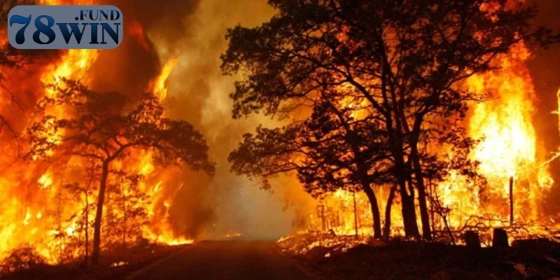 Thấy cháy rừng lúc mộng mị cho thấy điều gì?