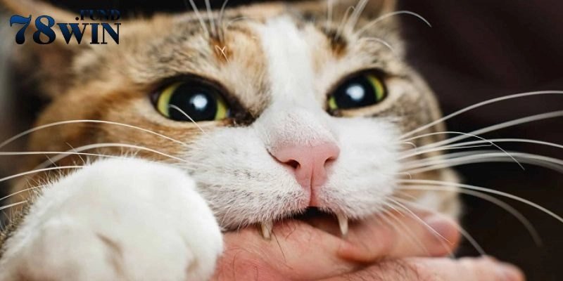 Giải thích về những điềm báo khi bắt gặp hình ảnh mao trong mơ