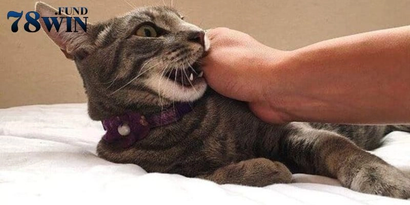 Người khác bị mèo cắn trong mộng cho thấy bạn đang rất áp lực