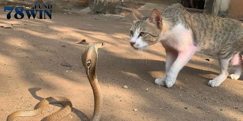 Mơ thấy mèo cắn chốt ngay số 73, 17 để ăn thưởng